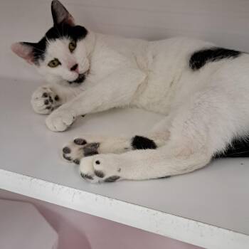 Domestic Short Hair Cats Available for Adoption - Pickles  | PetCurious