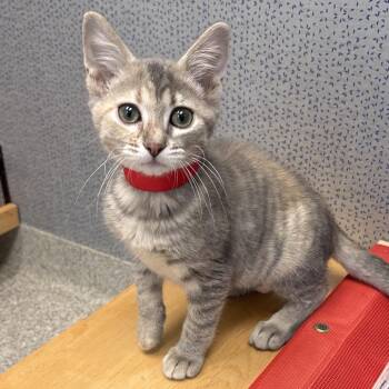 Holly -  Domestic Short Hair Cat for Adoption in Naperville, Illinois - Holly | PetCurious
