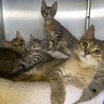 Indigo -  Domestic Short Hair Cat for Adoption in Dayton, Ohio - Indigo | PetCurious