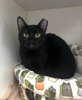 Noodle -  Domestic Short Hair Cat for Adoption in Reisterstown, Maryland - Noodle | PetCurious