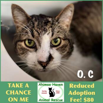 Domestic Short Hair Cats Available for Adoption in Winchendon, Massachusetts - O.C | PetCurious