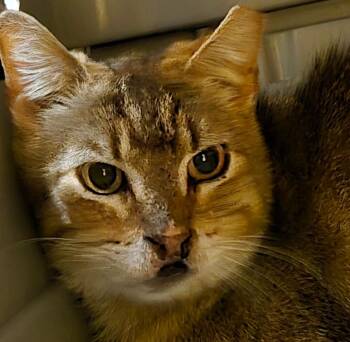 Tabby and Calico Cats Available for Adoption in San Antonio, Texas - Dulce | PetCurious