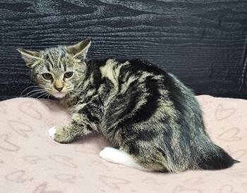 Domestic Short Hair Cats Available for Adoption - Kim | PetCurious