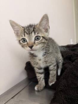 26-355 Bubbles -  Domestic Short Hair Cat for Adoption in Barnesville, Georgia - 26-355 Bubbles | PetCurious