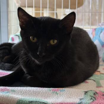 Velvet -  Domestic Short Hair Cat for Adoption in Medford, Oregon - Velvet | PetCurious