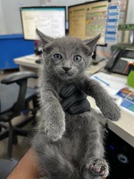 GUIDO -  Domestic Medium Hair Cat for Adoption in Dallas, Texas - GUIDO | PetCurious