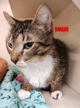 Rescue Domestic Short Hair Cats for Adoption in Lake Ronkonkoma, New York - Romy And Emilio | PetCurious