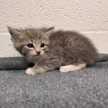 Domestic Short Hair Cats Available for Adoption in Lyndhurst, Virginia - SVAS-Stray-38571 | PetCurious