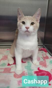 Cash App -  Domestic Short Hair Cat for Adoption in Richmond, Indiana - Cash App | PetCurious