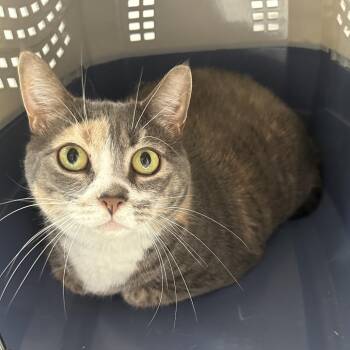 Katrina -  Domestic Short Hair Cat for Adoption in Binghamton, New York - Katrina | PetCurious