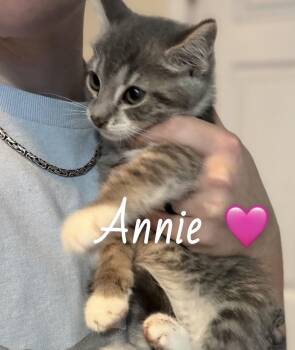American Shorthair Cats Available for Adoption in Felton, Pennsylvania - Annie | PetCurious