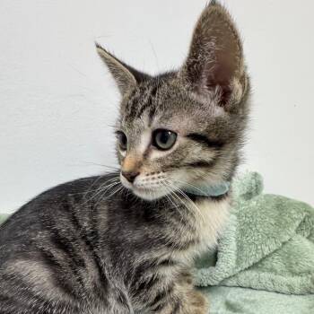 Domestic Short Hair Cats Available for Adoption in Lakewood, California - Chunky Monkey | PetCurious
