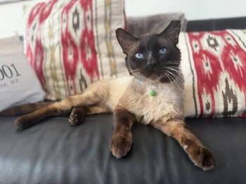 Right Said Fred -  Siamese and Domestic Short Hair Cat for Adoption in San Jose, California - Right Said Fred | PetCurious