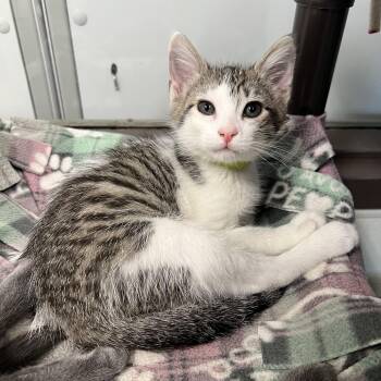 Noodle - At PetSmart in Mankato -  Domestic Short Hair Cat for Adoption in Fairmont, Minnesota - Noodle - At PetSmart In Mankato | PetCurious
