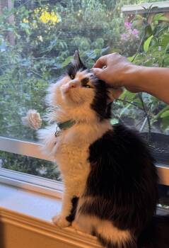 Rescue Ragdoll and Domestic Long Hair Cats for Adoption in San Jose, California - Mickey | PetCurious