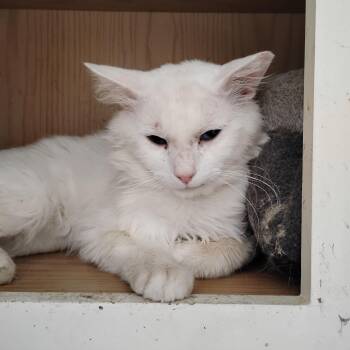 Loki -  Domestic Long Hair Cat for Adoption in Woodland, California - Loki | PetCurious