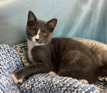 Mr. Beans -  Domestic Short Hair Cat for Adoption in Palmyra, Virginia - Mr. Beans | PetCurious