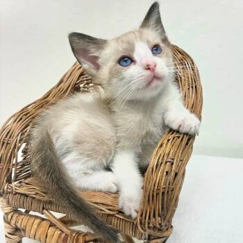 Luke Bryan -  Domestic Short Hair Cat for Adoption in Las Vegas, Nevada - Luke Bryan | PetCurious