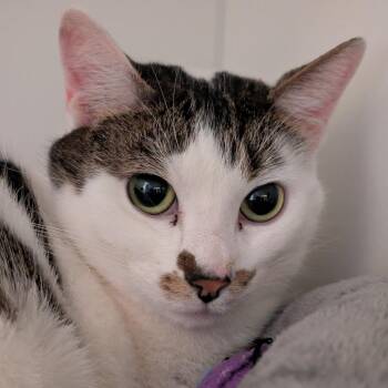 Domestic Short Hair Cats Available for Adoption in South Burlington, Vermont - Peach | PetCurious