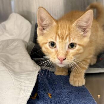 Domestic Short Hair Cats Available for Adoption in East St. Louis, Illinois - Caloo-C | PetCurious