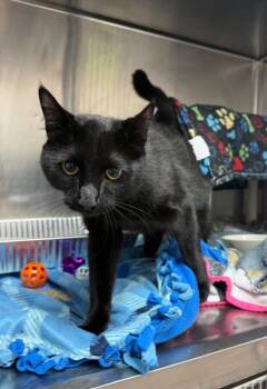 Cooper -  Domestic Short Hair Cat for Adoption in Detroit, Michigan - Cooper | PetCurious