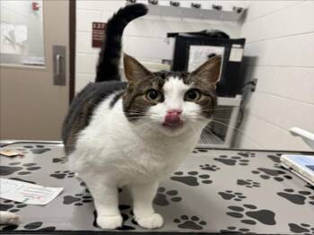 ROSIE -  Domestic Short Hair Cat for Adoption in Derwood, Maryland - ROSIE | PetCurious