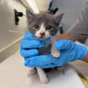 Domestic Short Hair Cats Available for Adoption in Auburn, Alabama - Squirtle | PetCurious