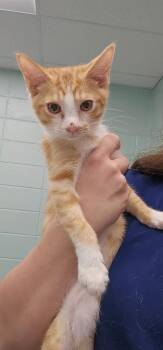 Kevin -  Domestic Short Hair Cat for Adoption in Athens, Tennessee - Kevin | PetCurious