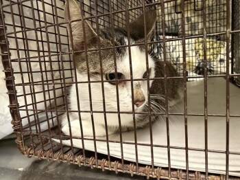 PANZA -  Domestic Short Hair Cat for Adoption in Doral, Florida - PANZA | PetCurious