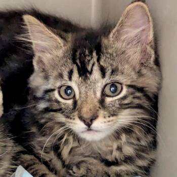 Domestic Short Hair Cats Available for Adoption in Denison, Texas - Rori | PetCurious