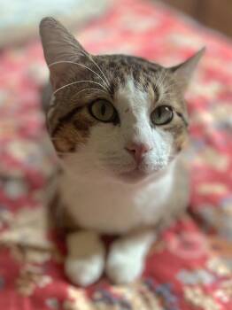 Rescue Domestic Short Hair Cats for Adoption in New York, New York - Mr. Chuckles ~ Loaf Of Love | PetCurious