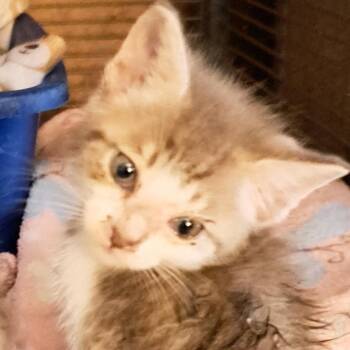 Domestic Short Hair Cats Available for Adoption in Green Forest, Arkansas - Jeffie | PetCurious