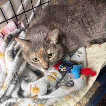 Domestic Short Hair Cats Available for Adoption in Normal, Illinois - Marlee | PetCurious