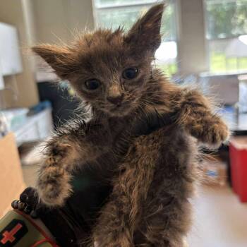 Rescue Domestic Short Hair Cats for Adoption in Huntington, West Virginia - Arden | PetCurious