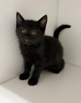 Winnie -  Domestic Short Hair Cat for Adoption in Rochester, Indiana - Winnie | PetCurious