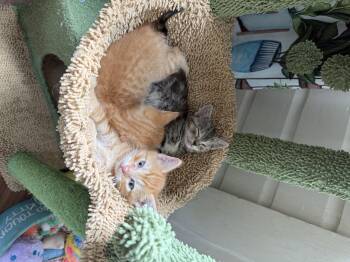 Spike -  Domestic Medium Hair Cat for Adoption in Bethel Park, Pennsylvania - Spike | PetCurious