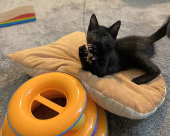 Rescue Domestic Short Hair Cats for Adoption in Fremont, California - Shade | PetCurious