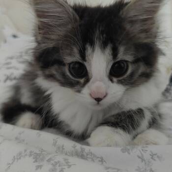 Coco -  Domestic Short Hair Cat for Adoption in Huntsville, Alabama - Coco | PetCurious