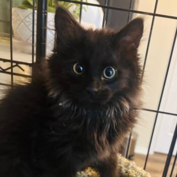 Crew -  Domestic Long Hair Cat for Adoption in Grantsville, Utah - Crew | PetCurious