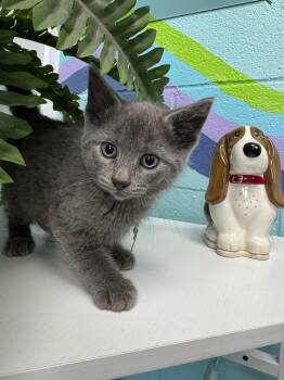 Rescue Domestic Short Hair Cats for Adoption in Leitchfield, Kentucky - Cod | PetCurious