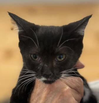 Anthony -  Domestic Short Hair Cat for Adoption in Cumming, Georgia - Anthony | PetCurious