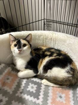 Rescue Calico Cats for Adoption in Grove, Oklahoma - Callie | PetCurious