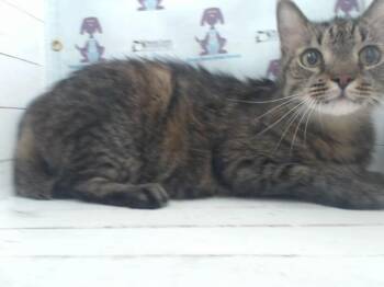 DEXTER -  Domestic Medium Hair Cat for Adoption in Orlando, Florida - DEXTER | PetCurious
