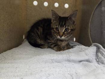 JULES -  Domestic Short Hair Cat for Adoption in Kent, Washington - JULES | PetCurious