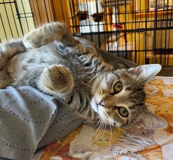 Rescue Domestic Short Hair Cats for Adoption in Westfield, New York - Betty | PetCurious