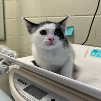 Domestic Short Hair Cats Available for Adoption in Charlottesville, Virginia - Wisteria Lane | PetCurious