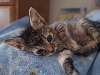 Lana -  Domestic Short Hair Cat for Adoption in Lancaster, California - Lana | PetCurious