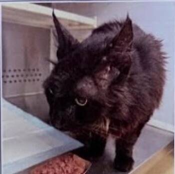 Rescue Domestic Long Hair Cats for Adoption in Pittsboro, North Carolina - Cosmo 2 | PetCurious