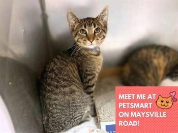 COLA -  Domestic Short Hair Cat for Adoption in Fort Wayne, Indiana - COLA | PetCurious