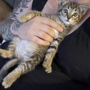 Rescue Tabby Cats for Adoption - Chicken Nugget CM 7/25 | PetCurious